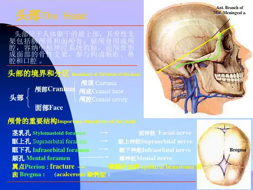 系统解剖学之头部-精品资料PPT
