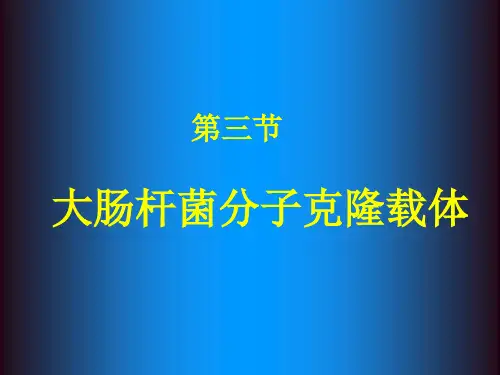 大肠杆菌分子克隆载体 PPT课件