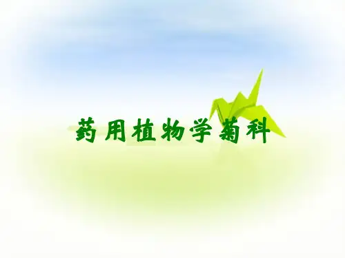 药用植物学菊科