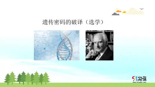 课件11：4.3 遗传密码的破译（选学）