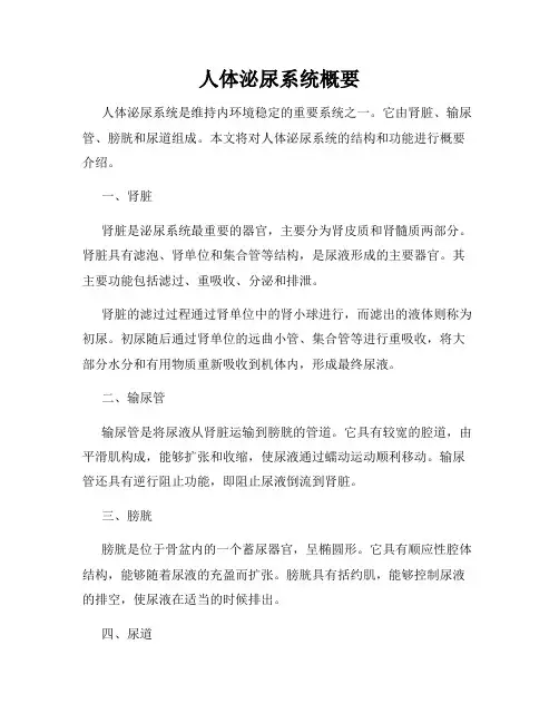人体泌尿系统概要