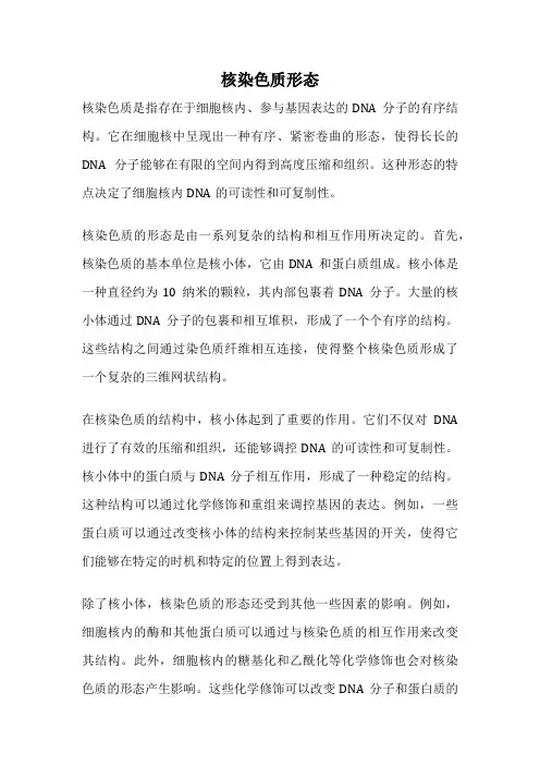 核染色质形态