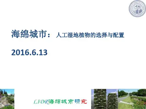 海绵城市课程：人工湿地植物的选择与配置