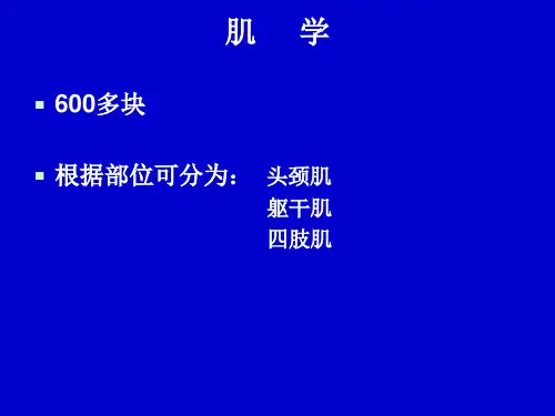 系统解剖学肌学