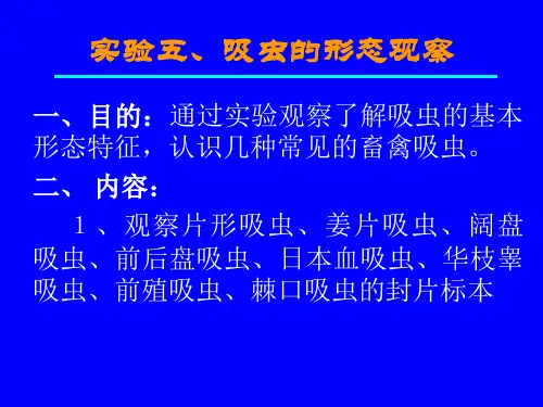 实验五、吸虫的形态观察
