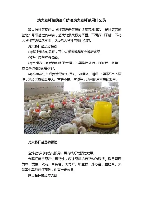 鸡大肠杆菌的治疗防治鸡大肠杆菌用什么药