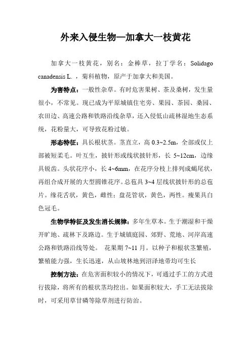 外来入侵生物—加拿大一枝黄花