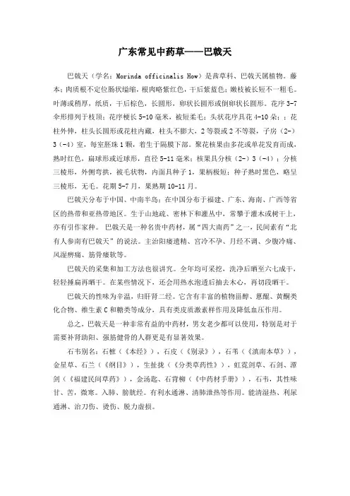 广东常见中药草——巴戟天