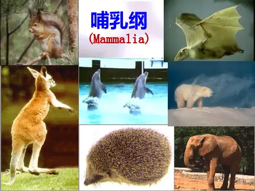 第九章：哺乳纲