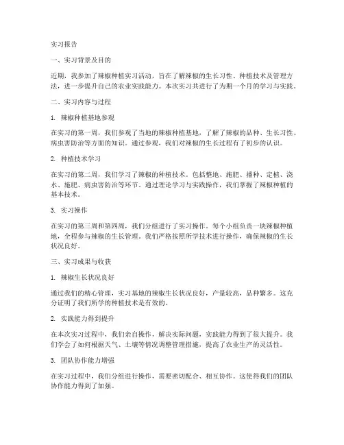 辣椒实习报告