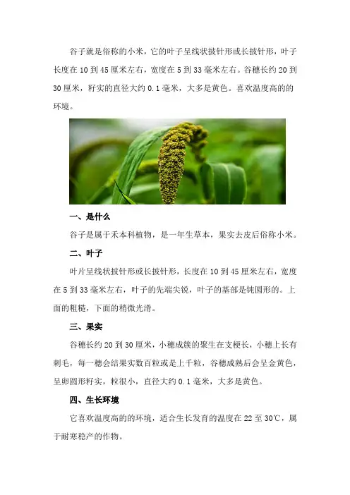 谷子是什么
