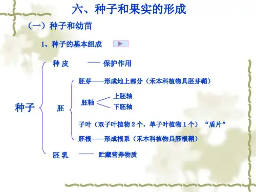 胚的发育