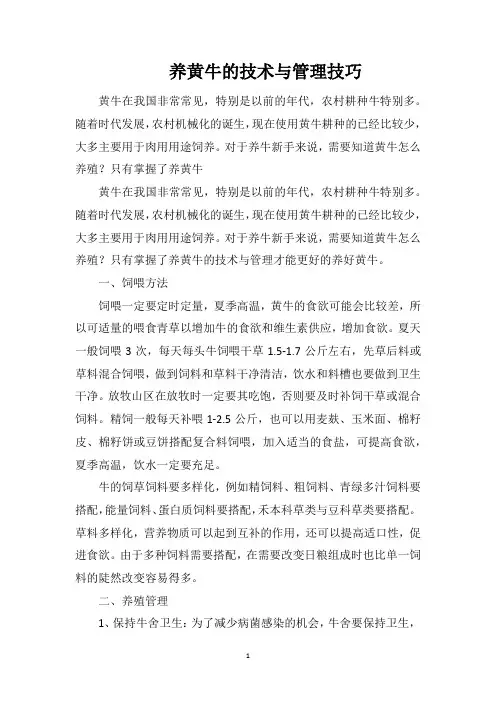养黄牛的技术与管理技巧