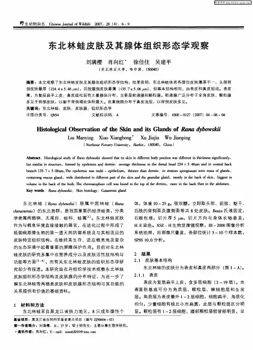 东北林蛙皮肤及其腺体组织形态学观察