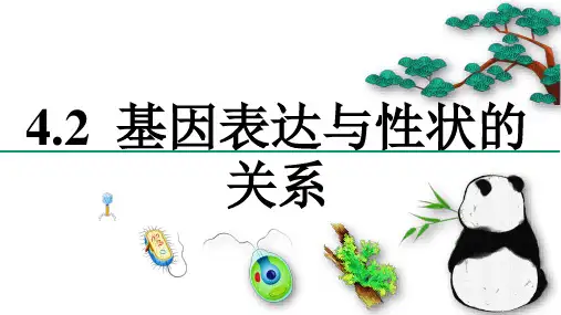 4.2基因表达与性状的关系  (教学课件)-高一生物人教版必修二 
