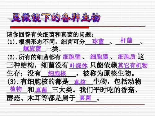 显微镜下的各种生物  浙教版