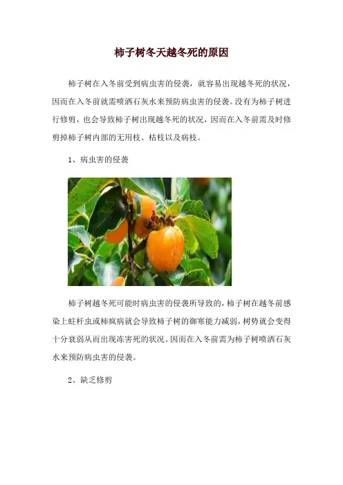 柿子树冬天越冬死的原因