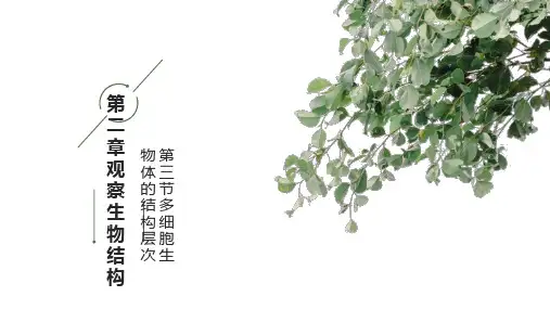第三节多细胞生物体的结构层次课件济南版生物七年级上册
