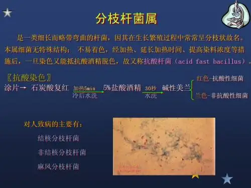 分枝杆菌