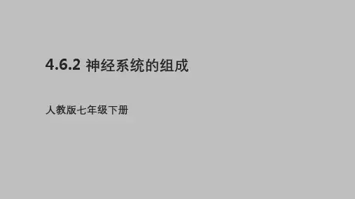 4.6.2 神经系统的组成课件(32张PPT)-2022-2023学年北人教版七年级生物下册