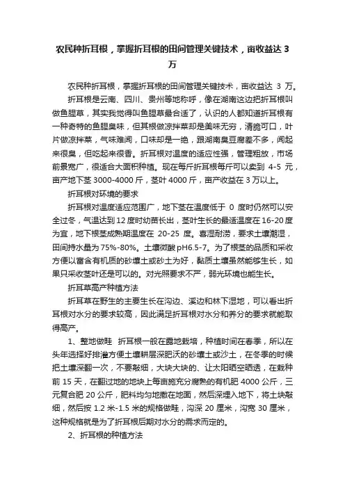 农民种折耳根，掌握折耳根的田间管理关键技术，亩收益达3万