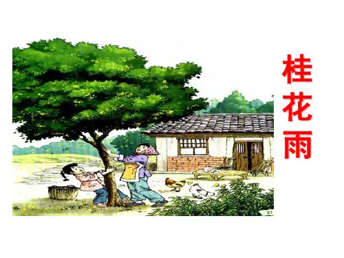 新版五年级上册-《桂花雨》21张ppt   人教部编版