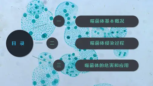 噬菌体病毒微生物学习成果汇报培训讲座课件PPT模板