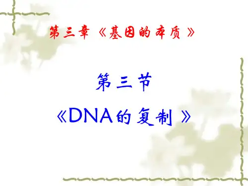 《DNA的复制》PPT课件