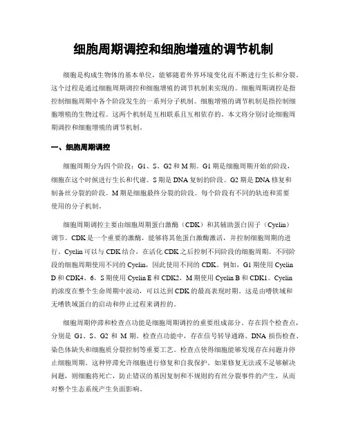 细胞周期调控和细胞增殖的调节机制