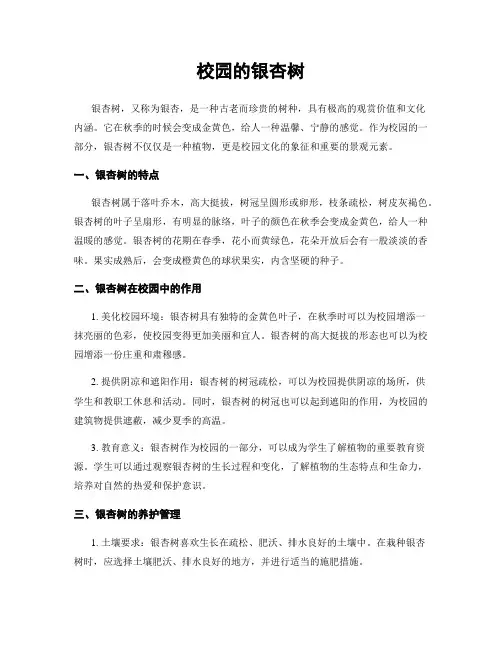 校园的银杏树