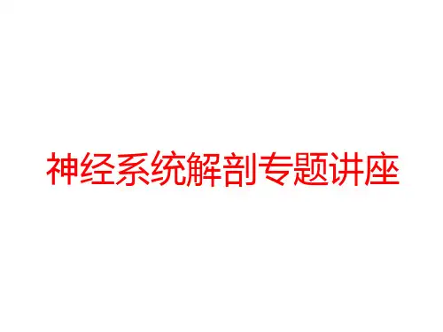 神经系统解剖专题讲座培训ppt课件