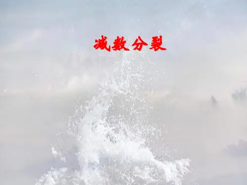 减数分裂过程复习PPT教学课件