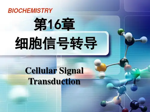 第16章细胞信号转导 PPT课件