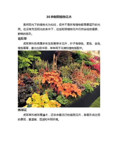 30种耐阴植物花卉
