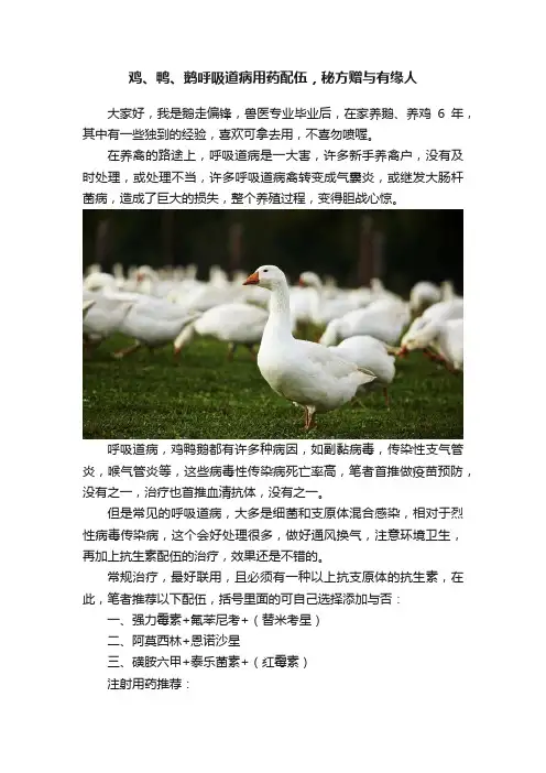 鸡、鸭、鹅呼吸道病用药配伍，秘方赠与有缘人