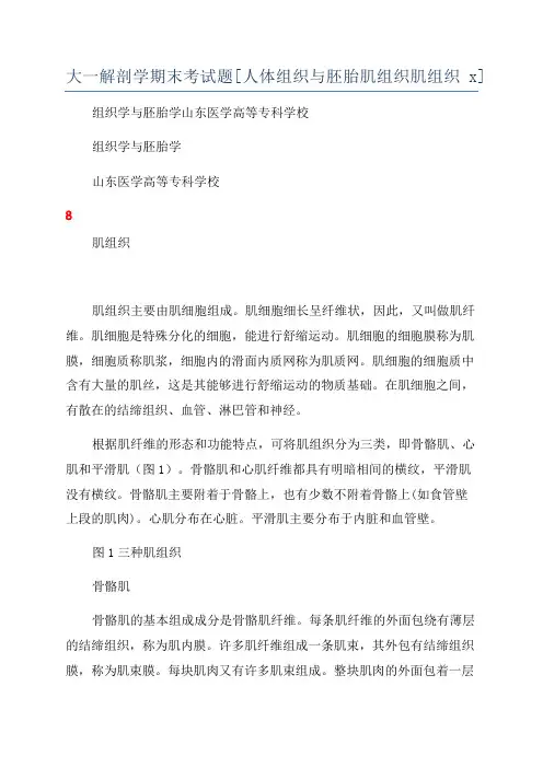 大一解剖学期末考试题[人体组织与胚胎肌组织肌组织x]