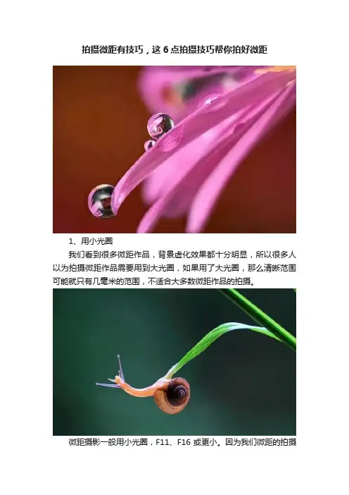 拍摄微距有技巧,这6点拍摄技巧帮你拍好微距