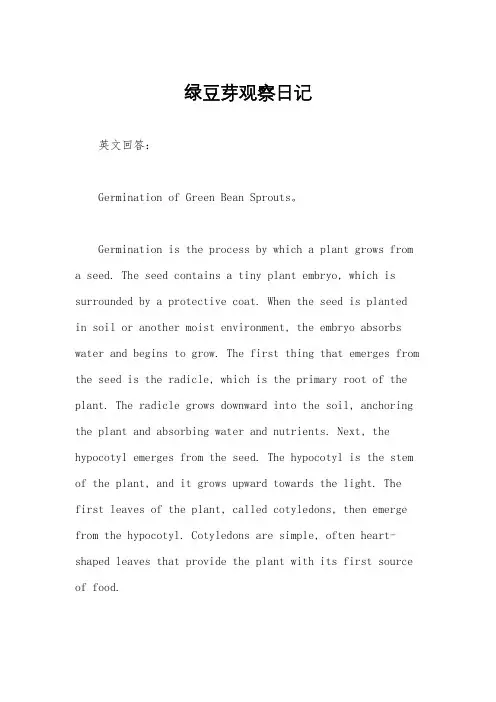 绿豆芽观察日记