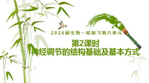 第2课时 神经调节的结构基础及基本方式-2024届高三生物一轮复习课件(新教材新高考)