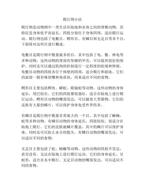 爬行纲小结