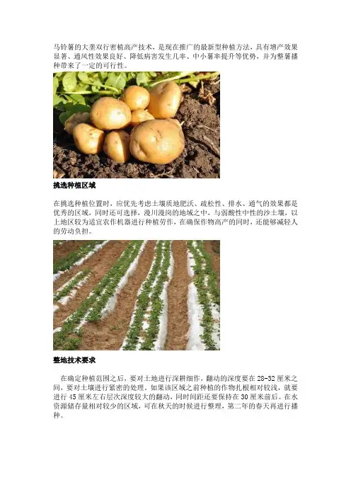马铃薯大垄双行密植的高产栽培技术
