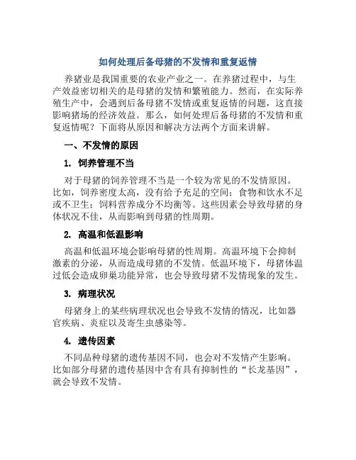 如何处理后备母猪的不发情和重复返情