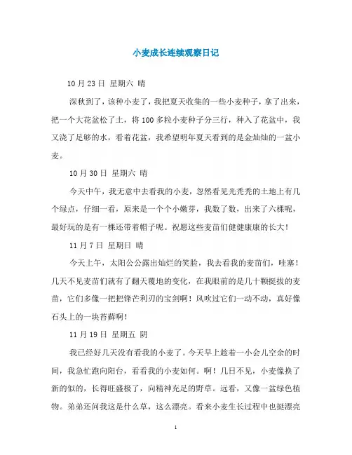 小麦成长连续观察日记