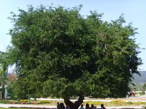绿色植物的三大作用复习PPT课件