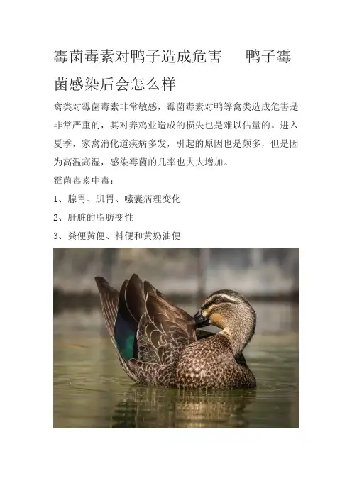 霉菌毒素对鸭子造成危害   鸭子霉菌感染后会怎么样