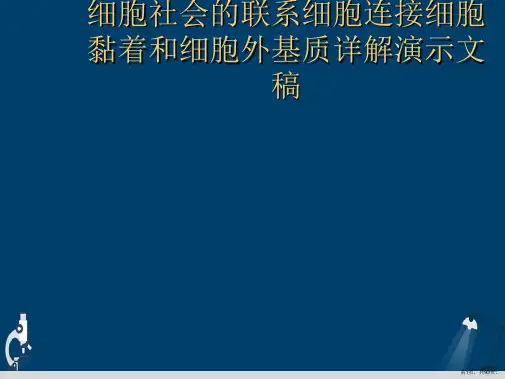 细胞社会的联系细胞连接细胞黏着和细胞外基质详解演示文稿