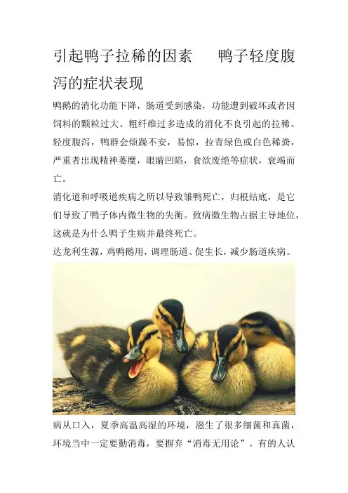 引起鸭子拉稀的因素   鸭子轻度腹泻的症状表现