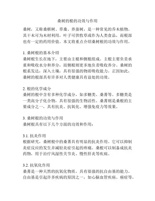 桑树的根的功效与作用