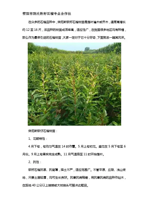 突尼斯石榴树苗最新简介