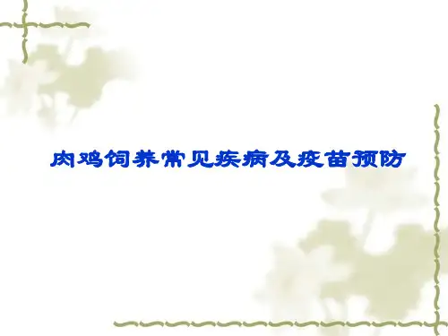 肉鸡饲养常见疾病及疫苗免疫讲解